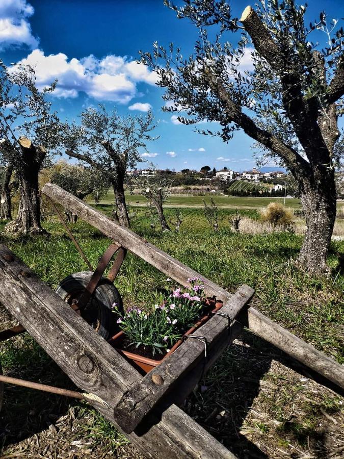 The Olive Grove In Tuscany Toiano Eksteriør billede